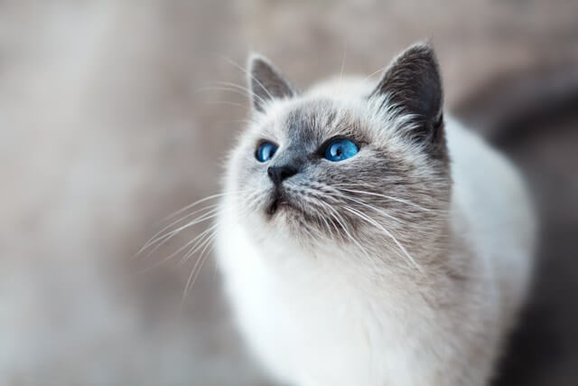 Famous Warriors Cat Names