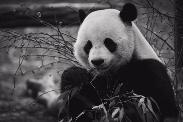 Female Pandaren Names